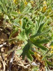 Pelargonium alchemilloides