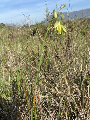 Albuca fragrans