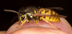 Vespula vulgaris