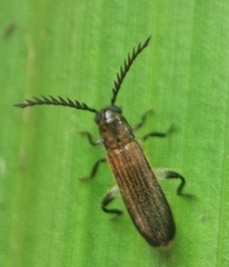 Tenerus