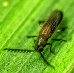Tenerus