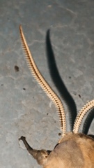 Pachysphinx occidentalis