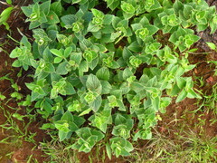 Strobilanthes sessilis