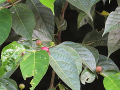 Ficus irisana