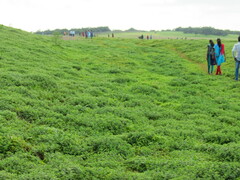 Strobilanthes sessilis