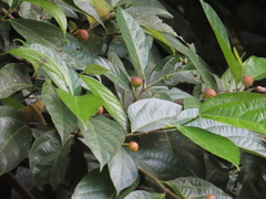 Ficus irisana