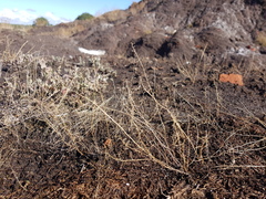 Hornungia procumbens