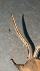 Pachysphinx occidentalis