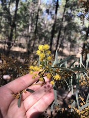 Acacia decora