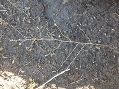 Bupleurum tenuissimum