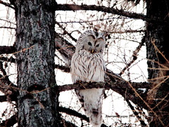 Strix uralensis