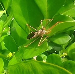 Epidaus sexspinus