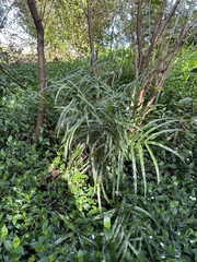 Pteris cretica