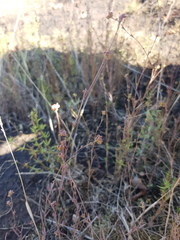 Bupleurum tenuissimum