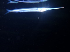 Hyporhamphus dussumieri