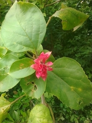 Clerodendrum canescens