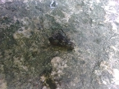 Melanoides tuberculata