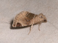 Plagiomimicus curiosum