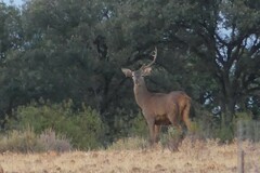 Cervus elaphus elaphus