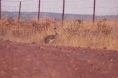 Lepus granatensis