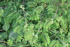 Mimosa diplotricha