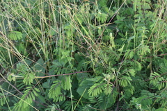 Mimosa diplotricha