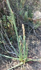 Albuca canadensis