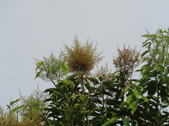Fagaceae