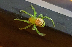 Bijoaraneus praesignis