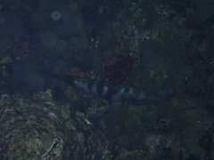 Parupeneus insularis