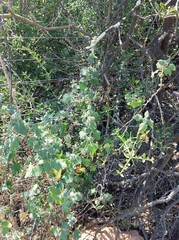 Pseudodictamnus africanus