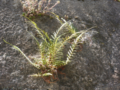 Pteris vittata