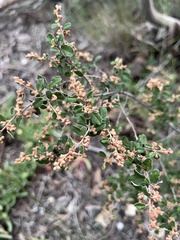 Pomaderris paniculosa paniculosa