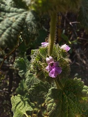 Pseudodictamnus africanus