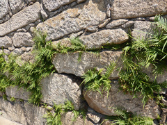 Pteris vittata