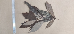 Actinodaphne angustifolia