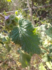 Pseudodictamnus africanus