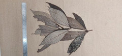 Actinodaphne angustifolia