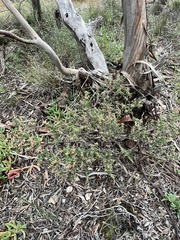 Pomaderris paniculosa paniculosa