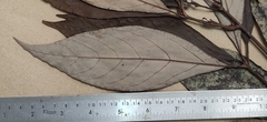 Actinodaphne angustifolia