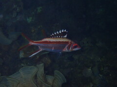 Neoniphon sammara