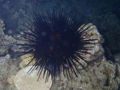 Euechinoidea