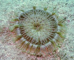 Heteractis aurora