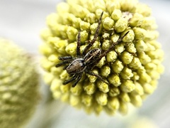 Artoriopsis