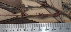 Actinodaphne angustifolia