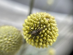 Artoriopsis