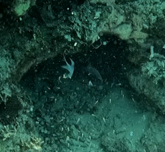 Acanthochromis polyacanthus