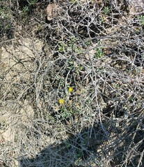 Malephora lutea