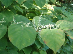 Reynoutria × bohemica