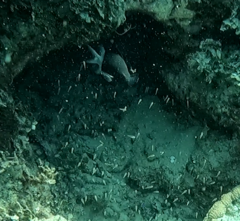 Acanthochromis polyacanthus